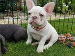 Французского бульдога - фото 1