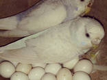 Fresh Parrot Fertile Eggs and Parrots For Sale - photo 3