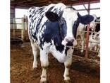 Healthy Live Dairy Cows/ Pregnant Holstein Heifers Cow - photo 1