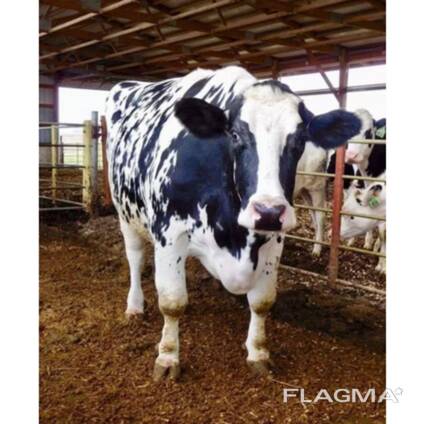 Healthy Live Dairy Cows/ Pregnant Holstein Heifers Cow