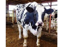 Healthy Live Dairy Cows/ Pregnant Holstein Heifers Cow