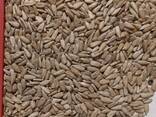 I will sell the kernel of sunflower - фото 1