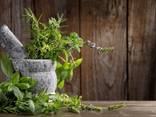 Medicinal herbs - photo 1