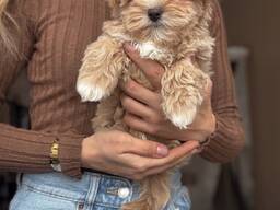 Наши два очаровательных щенка мальтипу F1