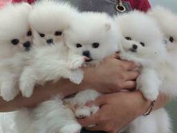Pomeranski Mini Shpic Мини шпицы любой цвет чистокровные Պոմերանյան շպից