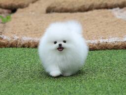 Померанского шпица