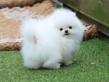 Померанского шпица - фото 1