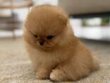 Померанского шпица - фото 2