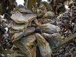 Stockfish Cod, dried best quality, delivery at doorstep at best wholesale prices - фото 2